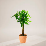 Money Tree Plant - Indoor Plants - PB_MT_ECO_CH_10IN1 - Varnish + Vine - 95