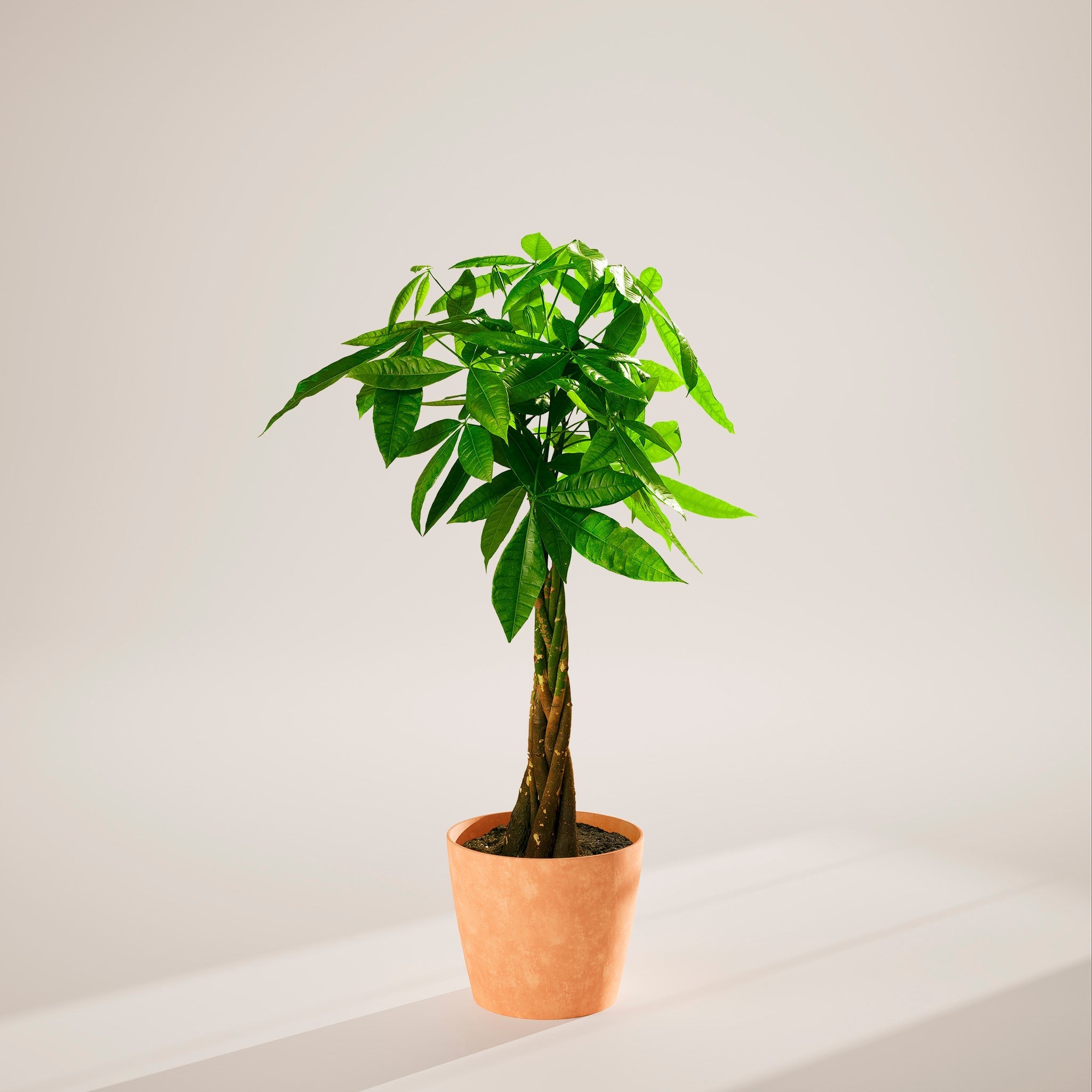 Money Tree Plant - Indoor Plants - PB_MT_ECO_CH_10IN1 - Varnish + Vine - 95