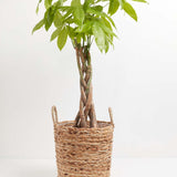 Money Tree Plant - Indoor Plants - PB_MT_BAS_LI_10IN1 - Varnish + Vine - 33