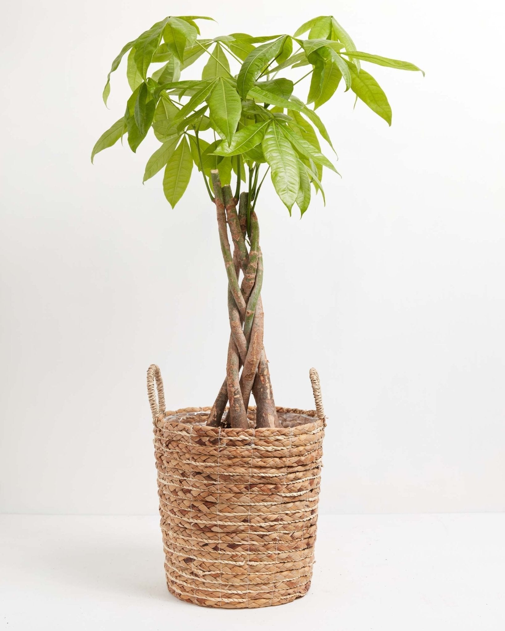 Money Tree Plant - Indoor Plants - PB_MT_BAS_LI_10IN1 - Varnish + Vine - 33