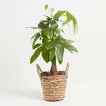 Money Tree Plant - Indoor Plants - PB_MT_BAS_LI_6IN1 - Varnish + Vine - 31