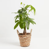 Money Tree Plant - Indoor Plants - PB_MT_BAS_LI_6IN1 - Varnish + Vine - 31