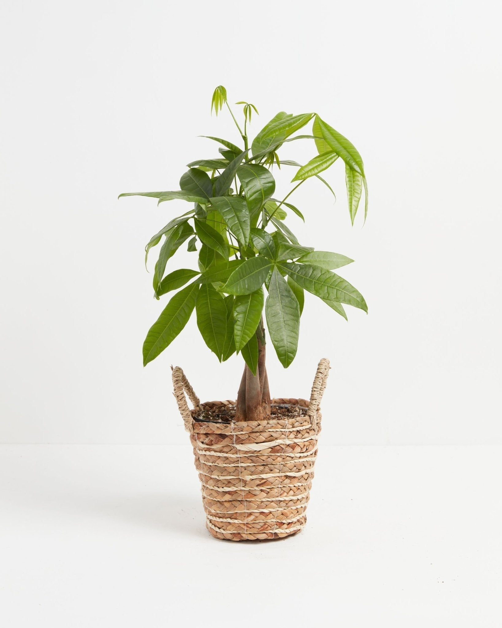Money Tree Plant - Indoor Plants - PB_MT_BAS_LI_6IN1 - Varnish + Vine - 31