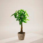 Money Tree Plant - Indoor Plants - PB_MT_ECO_EG_10IN1 - Varnish + Vine - 99