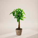 Money Tree Plant - Indoor Plants - PB_MT_ECO_EG_10IN1 - Varnish + Vine - 99