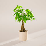 Money Tree Plant - Indoor Plants - PB_MT_SWP_CO_6IN1 - Varnish + Vine - 83
