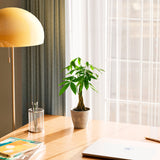 Money Tree Plant - Indoor Plants - PB_MT_ECO_CH_4IN1 - Varnish + Vine - 55