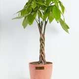 Money Tree Plant - Indoor Plants - PL_MT_4IN1 - Varnish + Vine - 27