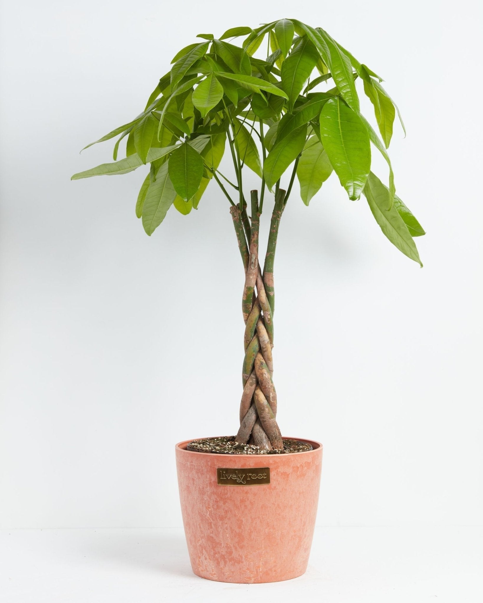 Money Tree Plant - Indoor Plants - PL_MT_4IN1 - Varnish + Vine - 27