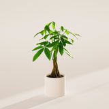 Money Tree Plant - Indoor Plants - PB_MT_CP_GW_4IN1 - Varnish + Vine - 43