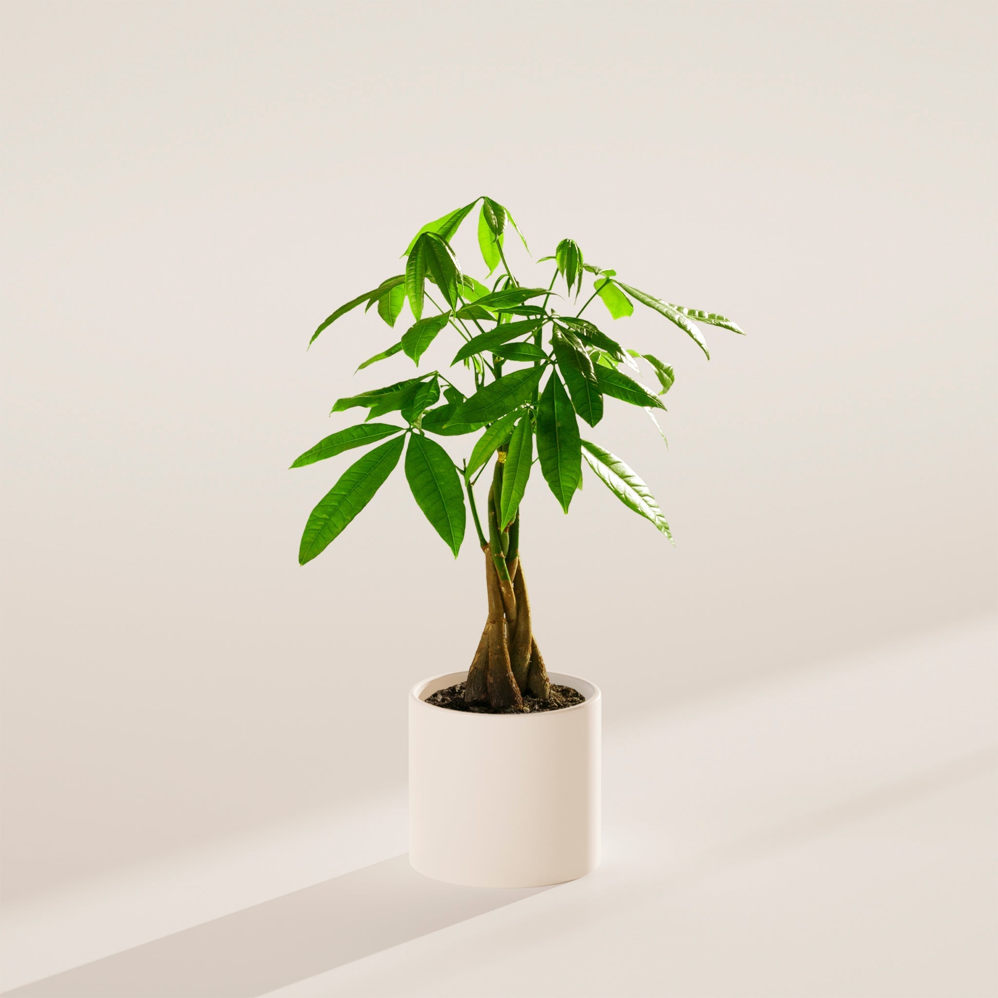 Money Tree Plant - Indoor Plants - PB_MT_CP_GW_4IN1 - Varnish + Vine - 43