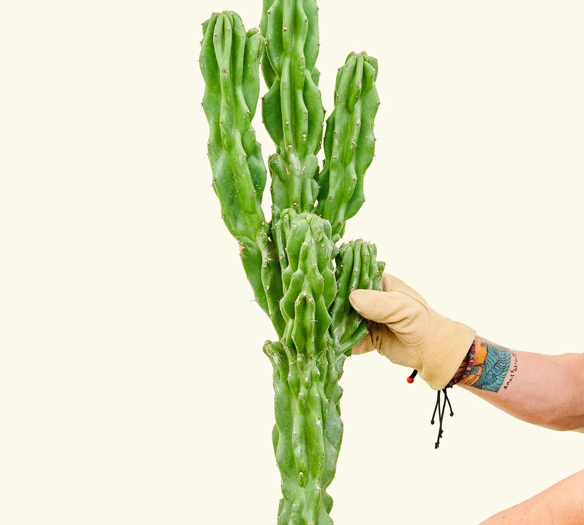 Monstrose Cactus - CACTUS_MONSTCUT_3F - Varnish + Vine - 2