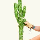 Monstrose Cactus - CACTUS_MONSTCUT_3F - Varnish + Vine - 2