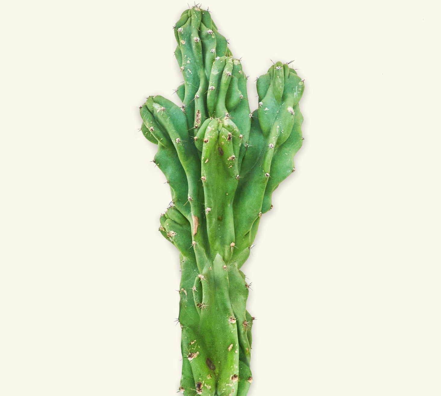 Monstrose Cactus - CACTUS_MONSTCUT_0.5FT - Varnish + Vine - 1