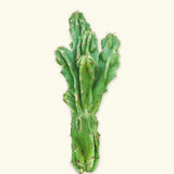 Monstrose Cactus - CACTUS_MONSTCUT_0.5FT - Varnish + Vine - 1