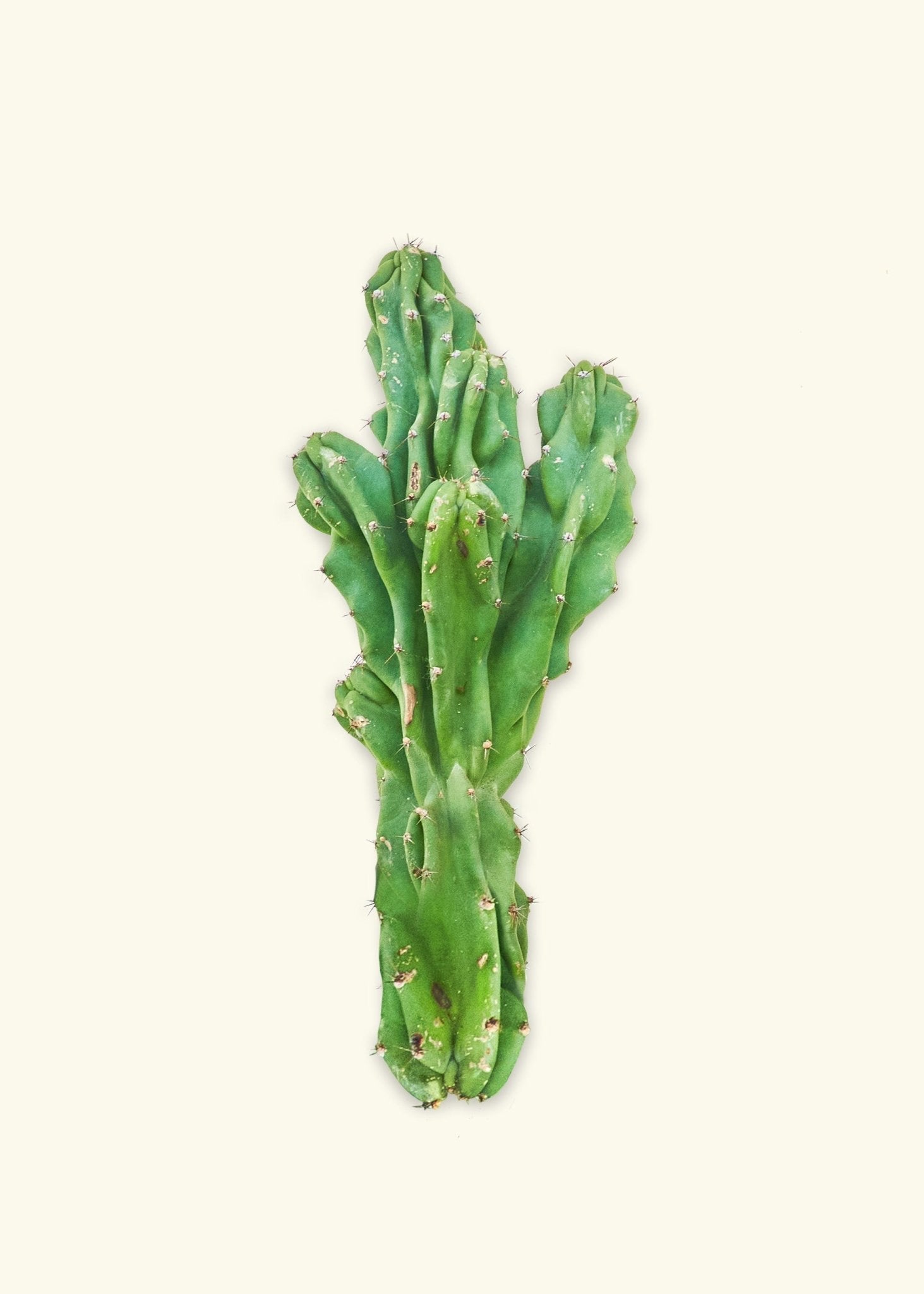 Monstrose Cactus - CACTUS_MONSTCUT_0.5FT - Varnish + Vine - 1