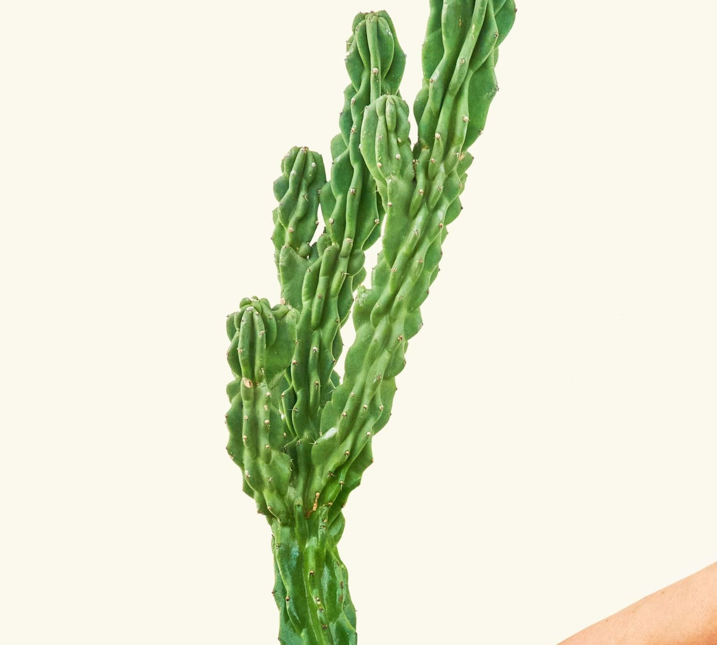 Monstrose Cactus - CACTUS_MONSTCUT_2F - Varnish + Vine - 3