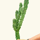 Monstrose Cactus - CACTUS_MONSTCUT_2F - Varnish + Vine - 3