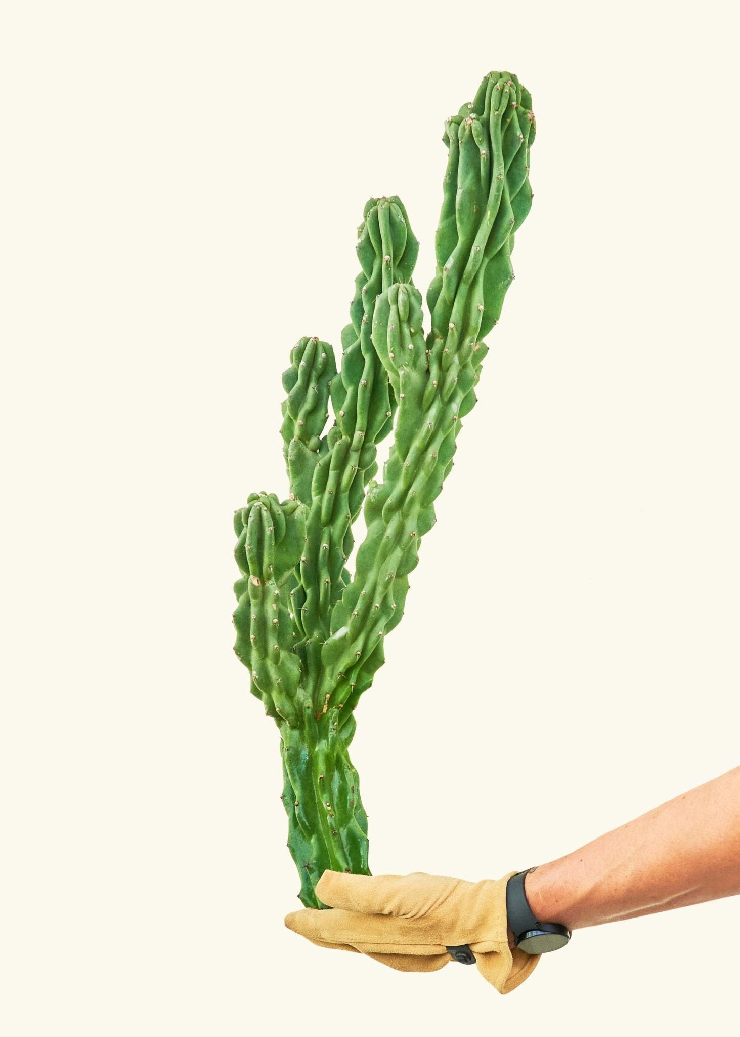 Monstrose Cactus - CACTUS_MONSTCUT_2F - Varnish + Vine - 3