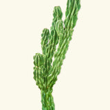 Monstrose Cactus - CACTUS_MONSTCUT_0.5FT - Varnish + Vine - 5