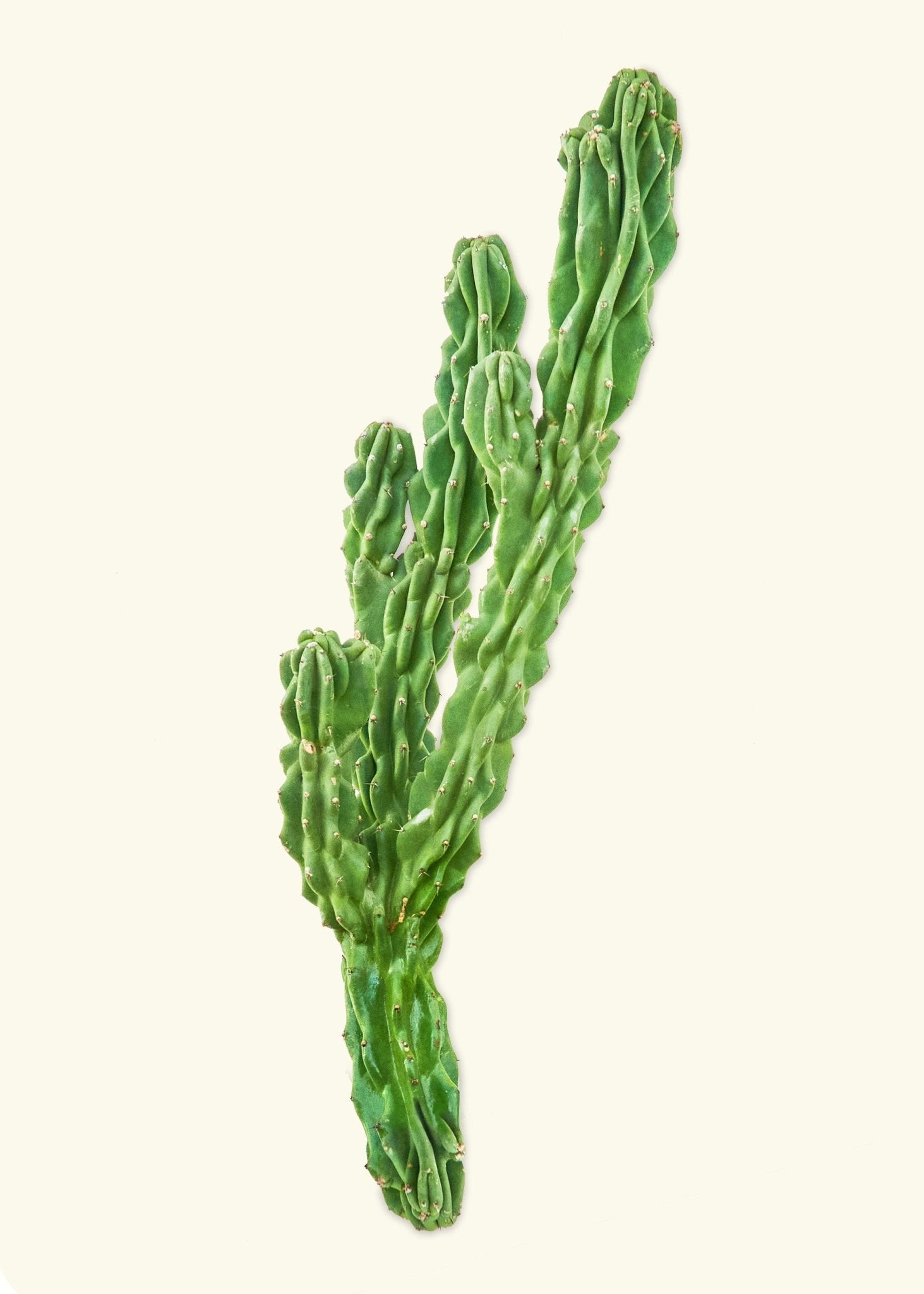 Monstrose Cactus - CACTUS_MONSTCUT_0.5FT - Varnish + Vine - 5
