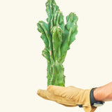 Monstrose Cactus - CACTUS_MONSTCUT_0.5FT - Varnish + Vine - 4