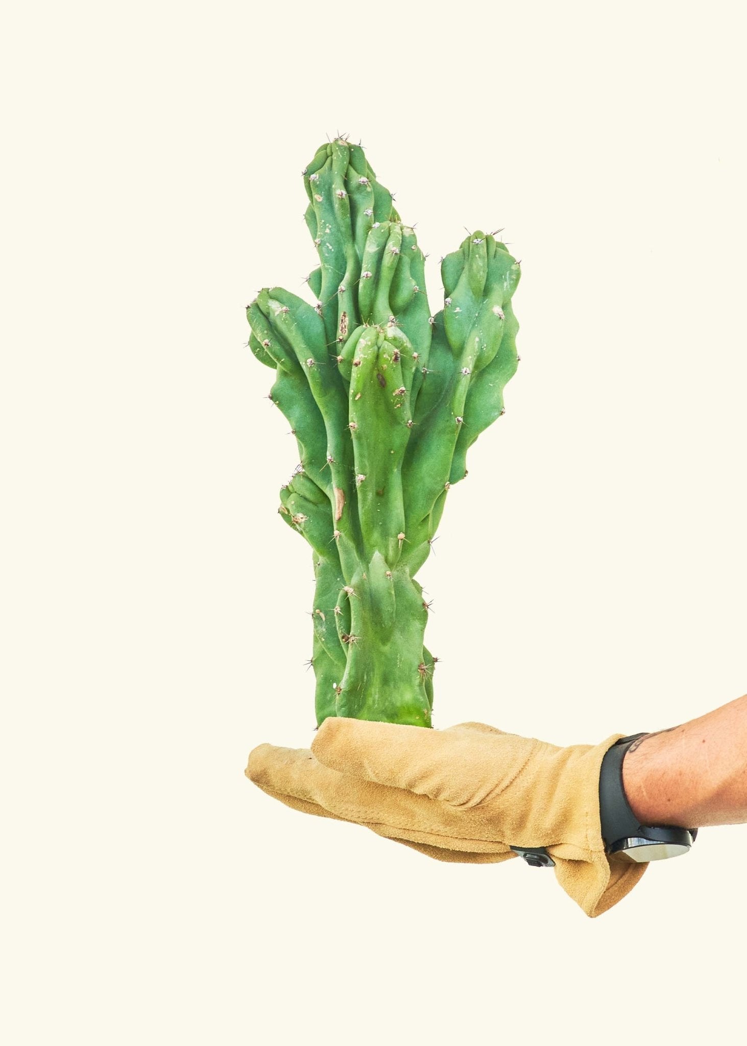 Monstrose Cactus - CACTUS_MONSTCUT_0.5FT - Varnish + Vine - 4