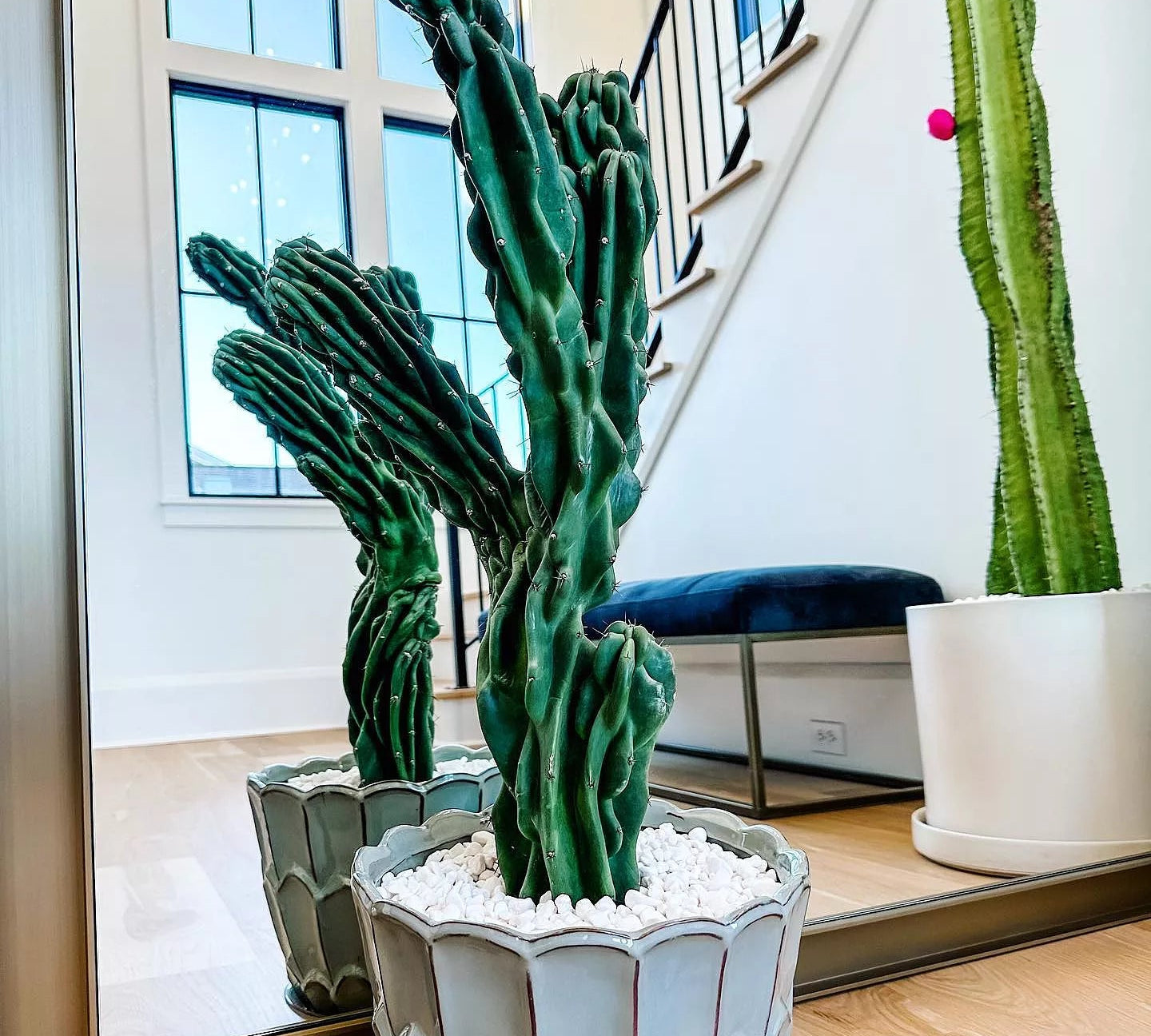 Monstrose Cactus Cutting - cactus - Mon-0.5 - Varnish + Vine - 2