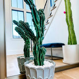 Monstrose Cactus Cutting - cactus - Mon-0.5 - Varnish + Vine - 2