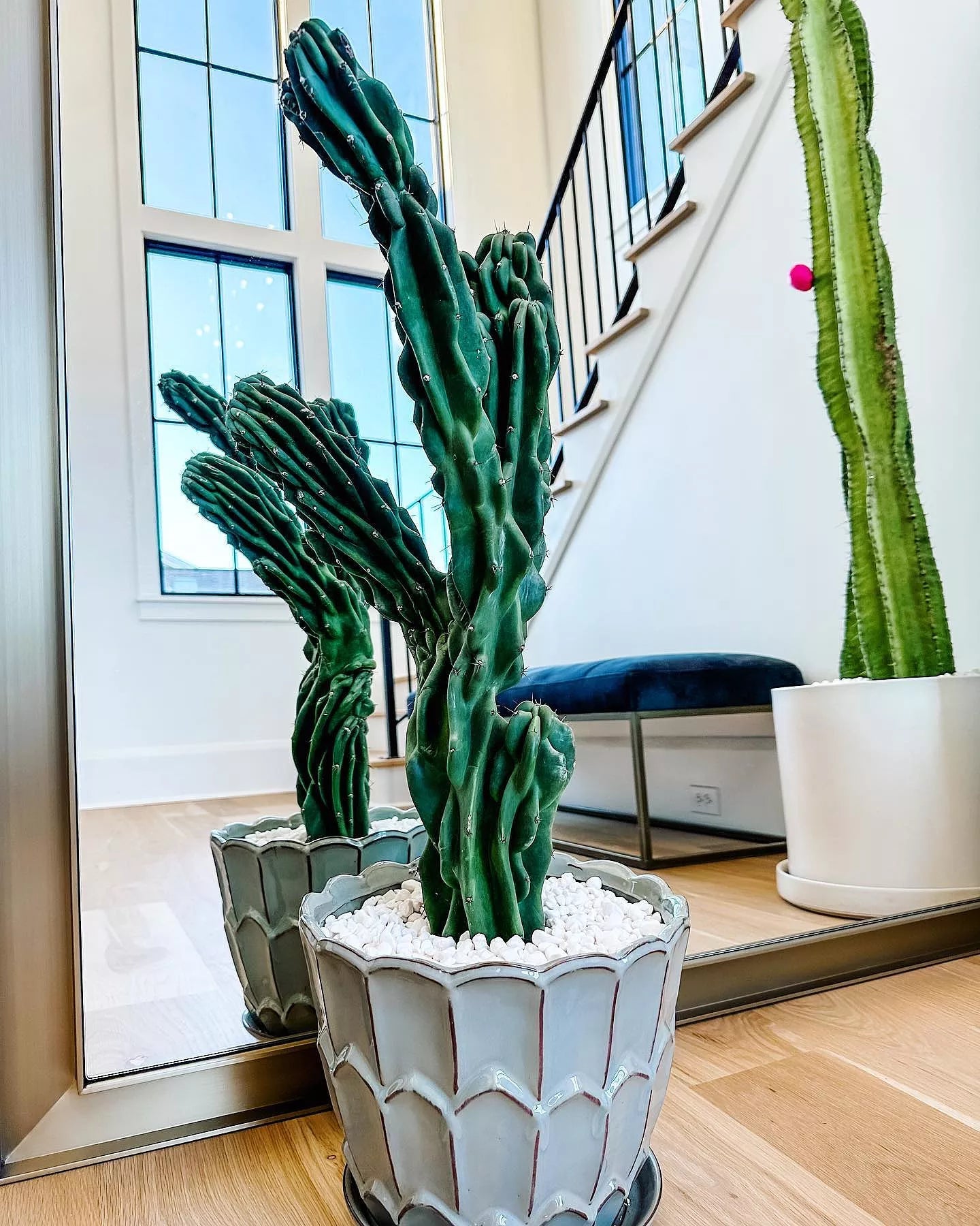 Monstrose Cactus Cutting - cactus - Mon-0.5 - Varnish + Vine - 2