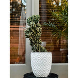 Monstrose Cactus Cutting - cactus - Mon-0.5 - Varnish + Vine - 4