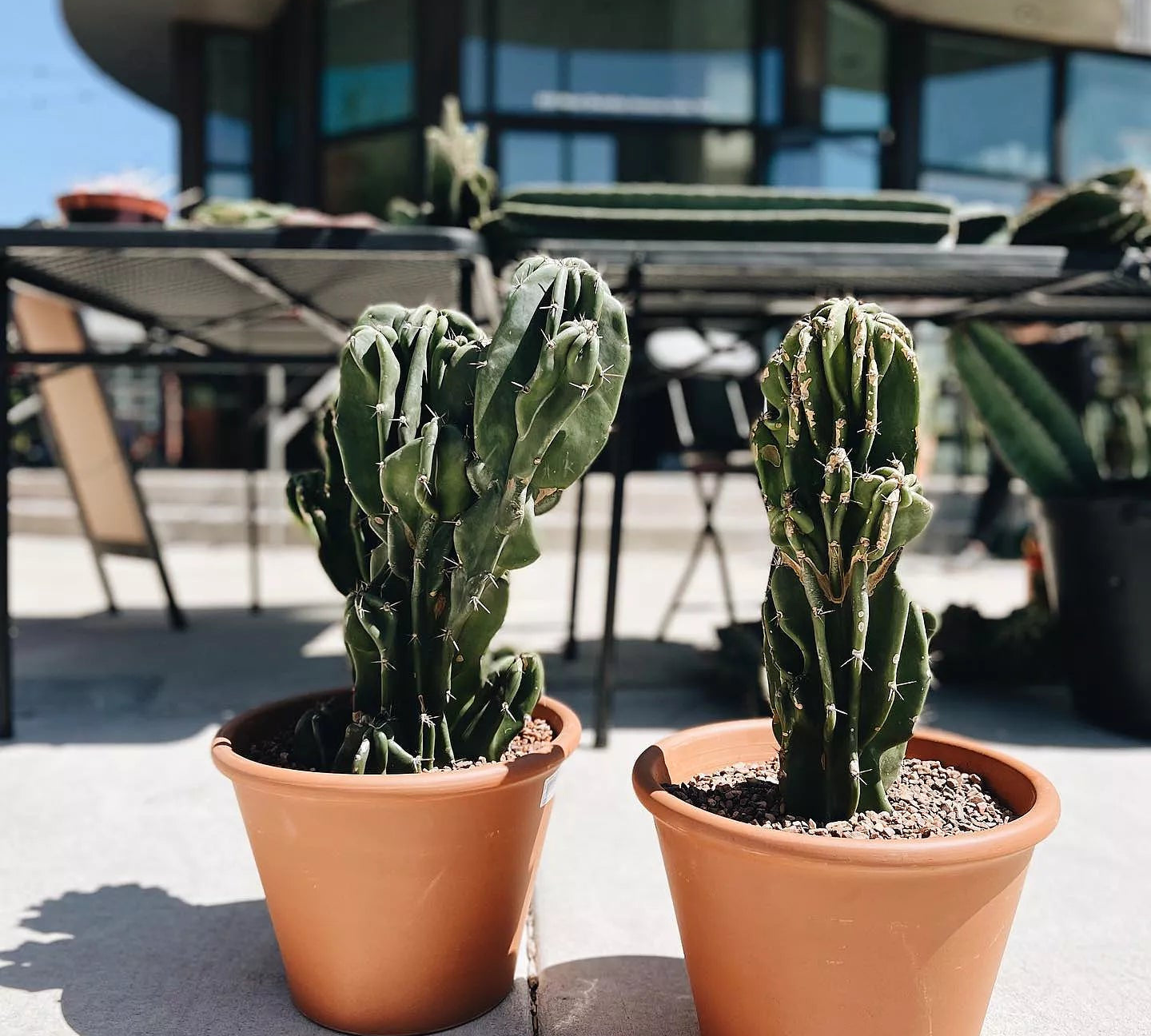 Monstrose Cactus Cutting - cactus - Mon-0.5 - Varnish + Vine - 3