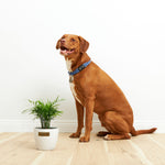 Neanthe Bella Palm - Indoor Plants - PL_NBP_4IN1 - Varnish + Vine - 7