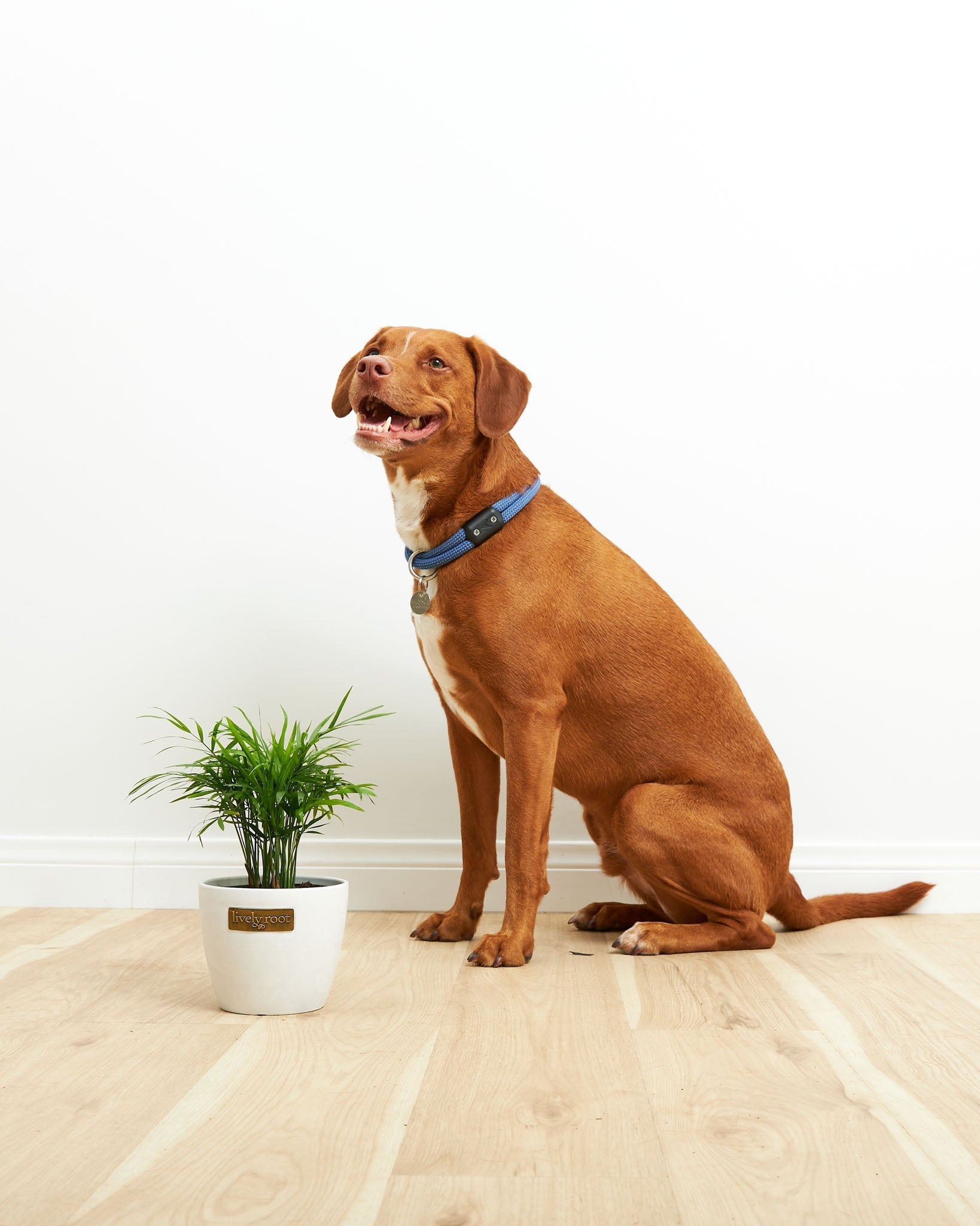 Neanthe Bella Palm - Indoor Plants - PL_NBP_4IN1 - Varnish + Vine - 7