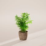 Neanthe Bella Palm - Indoor Plants - PB_NBP_ECO_EG_6IN1 - Varnish + Vine - 27