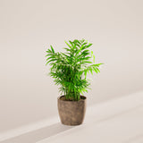 Neanthe Bella Palm - Indoor Plants - PB_NBP_ECO_EG_6IN1 - Varnish + Vine - 27