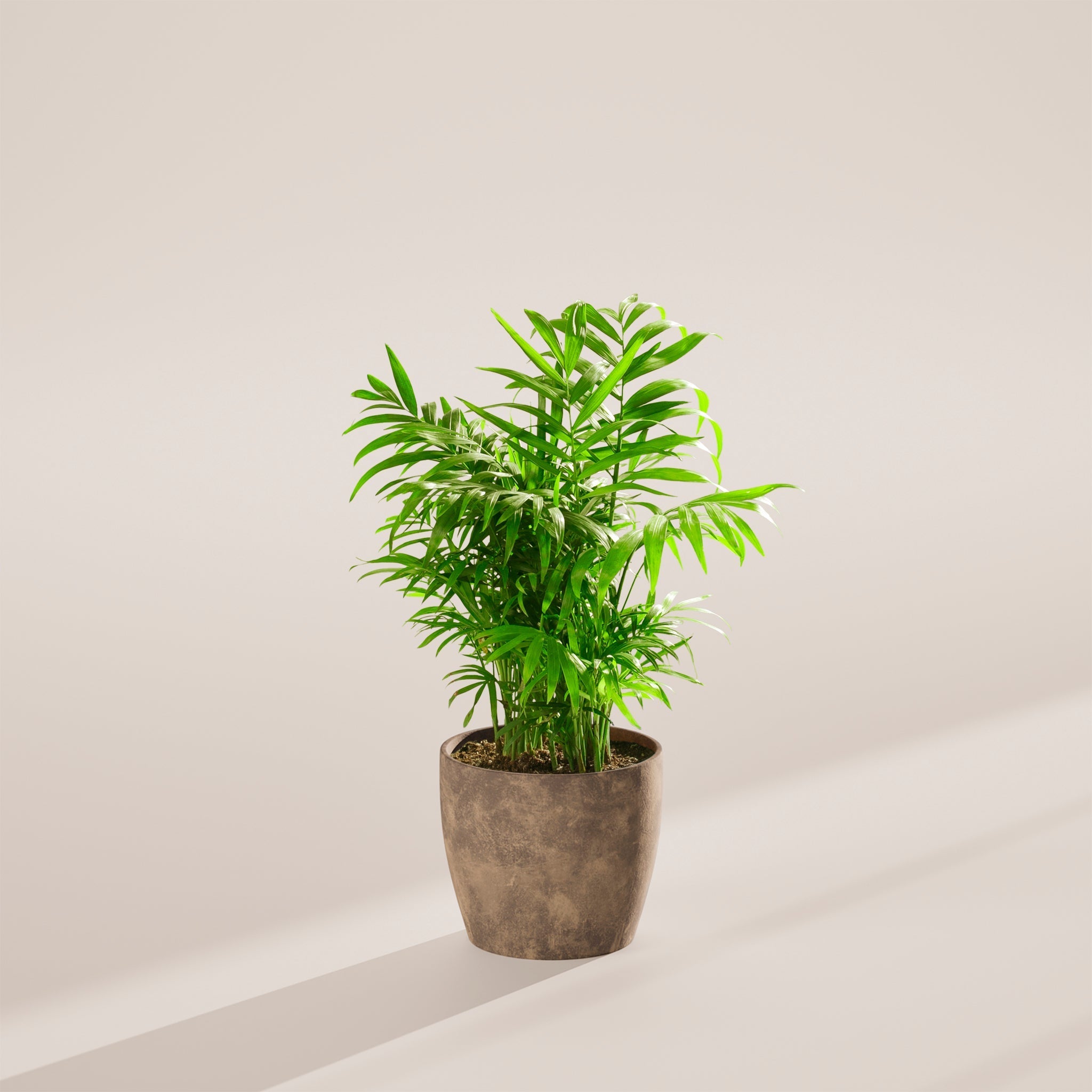 Neanthe Bella Palm - Indoor Plants - PB_NBP_ECO_EG_6IN1 - Varnish + Vine - 27