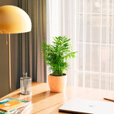 Neanthe Bella Palm - Indoor Plants - PL_NBP_6IN1 - Varnish + Vine - 39