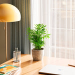 Neanthe Bella Palm - Indoor Plants - PB_NBP_ECO_CO_6IN1 - Varnish + Vine - 26