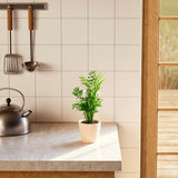 Neanthe Bella Palm - Indoor Plants - PB_NBP_BAS_LI_6IN1 - Varnish + Vine - 10