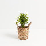 Neanthe Bella Palm - Indoor Plants - PB_NBP_BAS_LI_4IN1 - Varnish + Vine - 8