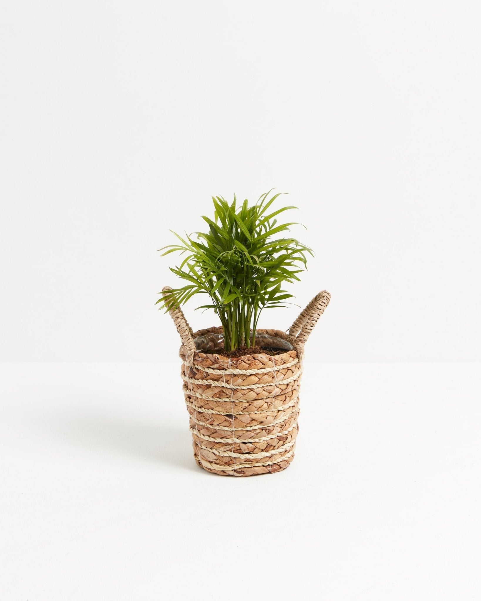 Neanthe Bella Palm - Indoor Plants - PB_NBP_BAS_LI_4IN1 - Varnish + Vine - 8