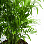 Neanthe Bella Palm - Indoor Plants - PL_NBP_4IN1 - Varnish + Vine - 6