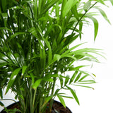 Neanthe Bella Palm - Indoor Plants - PL_NBP_4IN1 - Varnish + Vine - 6
