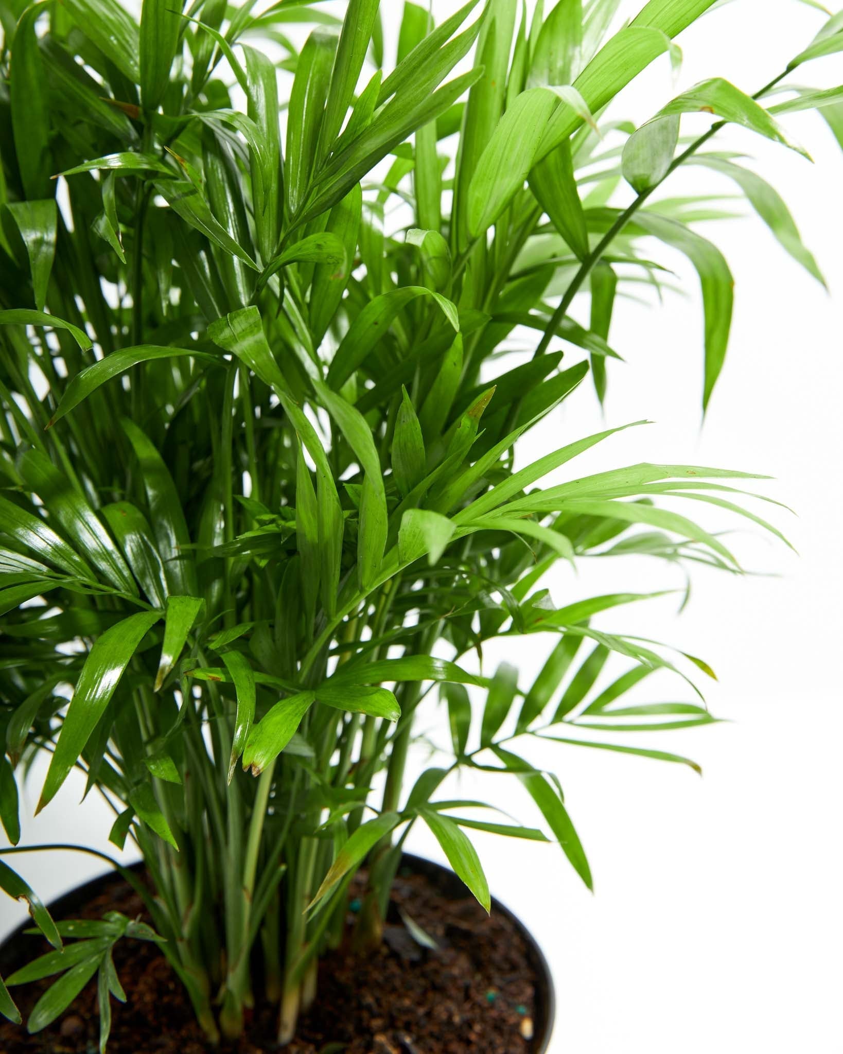 Neanthe Bella Palm - Indoor Plants - PL_NBP_4IN1 - Varnish + Vine - 6
