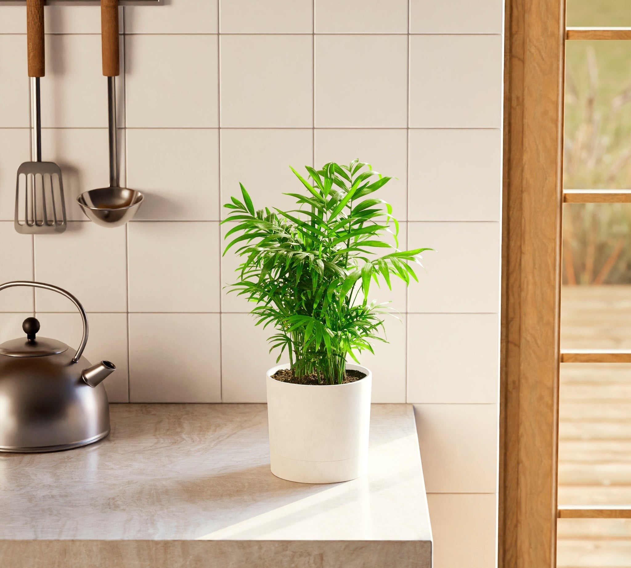 Neanthe Bella Palm - Indoor Plants - PL_NBP_4IN1 - Varnish + Vine - 1