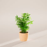 Neanthe Bella Palm - Indoor Plants - PB_NBP_ECO_MA_6IN1 - Varnish + Vine - 34