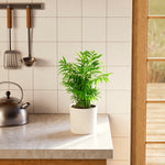 Neanthe Bella Palm - Indoor Plants - PB_NBP_ECO_EG_6IN1 - Varnish + Vine - 31