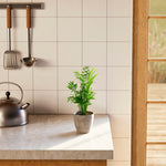 Neanthe Bella Palm - Indoor Plants - PL_NBP_4IN1 - Varnish + Vine - 21