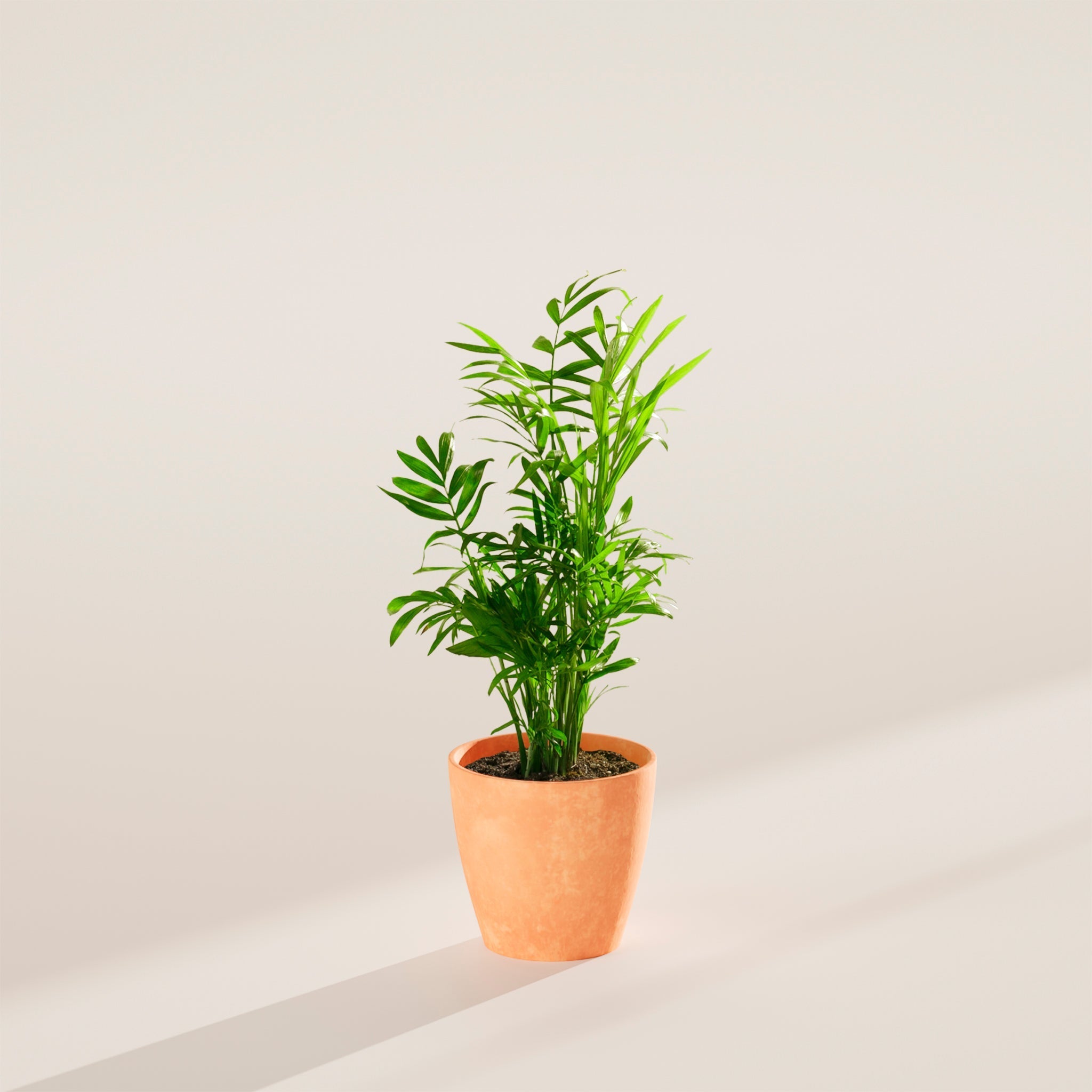 Neanthe Bella Palm - Indoor Plants - PB_NBP_ECO_CH_4IN1 - Varnish + Vine - 12